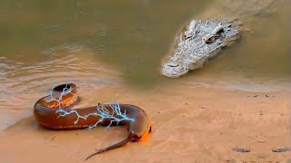 Electric Eel Gives 860 Volts Shock To Crocodile [upl. by Rachaba]