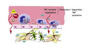 Hepatic Encephalopathy PathogenesisTrainee Tutorials [upl. by Hedi]