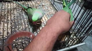 Talking Parrots Alexandrine Parrots  Daily Routine Vlog🦜talkingparrots dailyroutine vlog [upl. by Shafer]