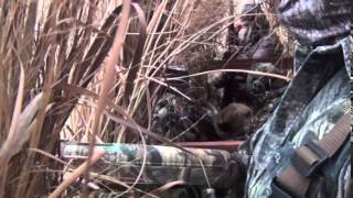 BC Wetlands Greenheads PT1 Seg 1 [upl. by Yhtimit]