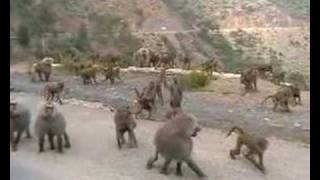 BABOONS IN ERITREA [upl. by Darej736]