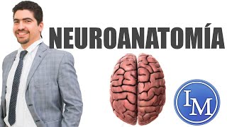 Introducción a la Neuroanatomía [upl. by Suinuj]