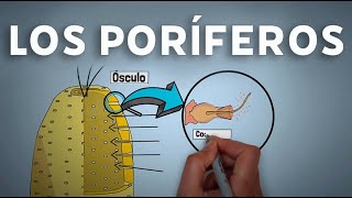 Los poríferos o esponjas videolección 1º de eso [upl. by Nino399]