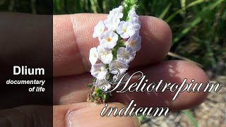 Indian heliotrope Heliotropium indicum  part 2 [upl. by Erlandson55]