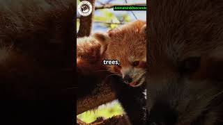 Red Pandas 🐼 The Cutest Climbers in the Animal Kingdom wildlife shortvideos viralshorts shorts [upl. by Ikciv562]