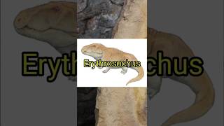 Conocías a erytrosuchus dinosaurios biologo paleontologia fosiles [upl. by Mercuri224]