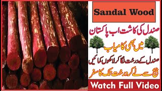 quotA Guide for Pakistan on Cultivating Sandalwood Treesquot [upl. by Nylirad]