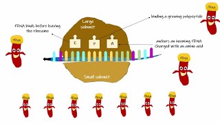 mRNA rRNA and tRNA [upl. by Chyou]