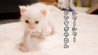 ルーシャー爆誕、保護子猫、初めて猫に恐怖を覚えた日【瀬戸のベル日記】 [upl. by Gunther]