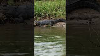 Crocodile on the Daintree River [upl. by Portuna]