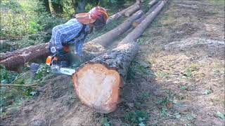 Forest job  Těžba borovic s lanováním  Stihl 462 378 [upl. by Perceval]