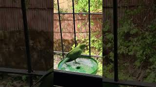 INDIAN PARROT EATING RICEVIDEO BY ADIL DARUWALLA2 [upl. by Hendricks]