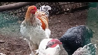 dostały karmę dla pasa kury bażanty indyki 🦃🐓 [upl. by Nylarahs]