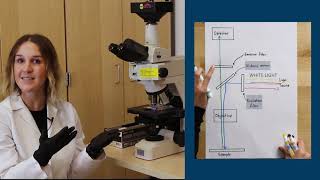 Fluorescence Microscopy [upl. by Enyallij442]