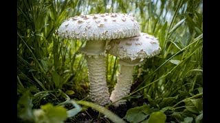 AGARICUS MUSCARIUS  Matéria Médica Dialética  Parte 1 de 2 [upl. by Neelyad650]