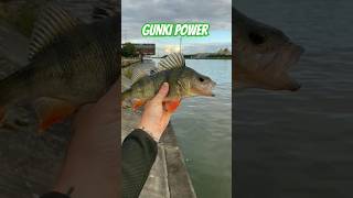 GUNKI POWER fishing gunki fish illex perch happy [upl. by Epilif]