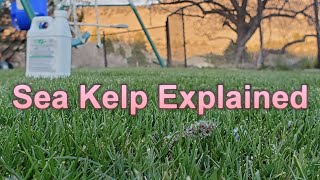 Seaweed amp Sea Kelp Extract Fertilizers What You Need To Know About How They Work In The Lawn [upl. by Nolana]