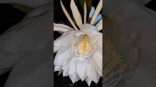 The real Brahma Kamal is Saussurea Obvallata which grows in the Himalayas shortsfeed ytshorts [upl. by Mourant208]