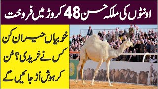 World Most Expensive Camel  Beautiful Camel In The world  AR Videos [upl. by Jary]