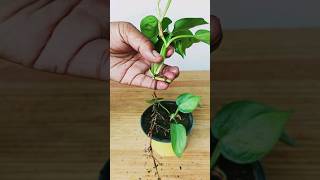 How to Grow Heartleaf Philodendron Plant Cuttingsshorts growth cuttingplants pothosplant grow [upl. by Marchall]