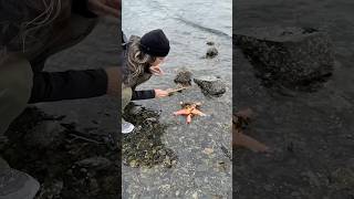 Look what we found under a starfish😮starfish found wildanimals discovery [upl. by Trembly]