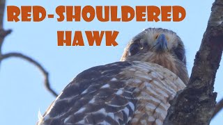 Stunning RedShouldered Hawk in February 4K [upl. by Rennane]