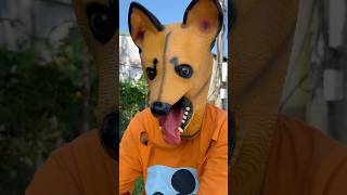 Does a Tractor Really Run Over Your Phone 😂 funny dog shortvideo [upl. by Zulch137]