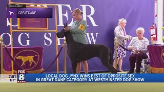 Great Dane Jynx from North Royalton catches judges eye at Westminster Dog Show [upl. by Allrud158]