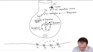 Adrenergic Synapse Pharmacology of Adrenergic Transmission Part 12 [upl. by Htebarual309]