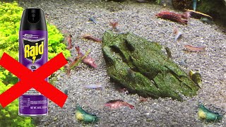 Shrimp DYING NEVER USE FLEA SPRAY near shrimp tank WARNING GRAPHIC CONTENT [upl. by Aiel565]