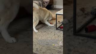 🐾💙 dog husky dogshorts doglover doglife seniordog dogsofyoutube goldenretriever nurse [upl. by Hendrika626]