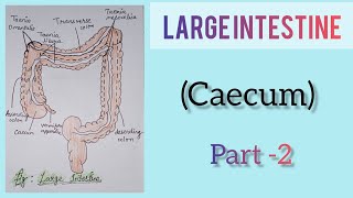 Large Intestine part 2 caecum [upl. by Lertram]