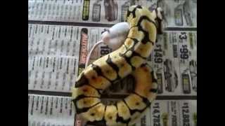 SampLReptiles bumble bee female [upl. by Eppilihp508]