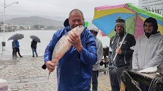 Safra da tainha 2024 190524 lobo anda nas redes e as tainhas chegando nos barcos Garopaba SC [upl. by Eirelav]