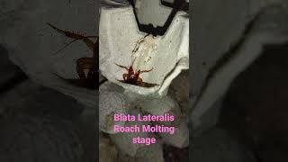 Blata Lateralis Roach Lats Molting stage [upl. by Schonfield786]