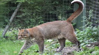 Chat de Temminck  Golden Cat  Parc Des Felins [upl. by Nirb]