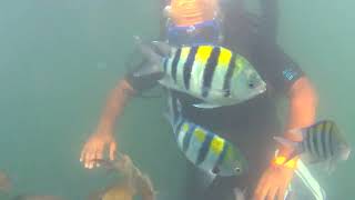 Goa Scuba diving Scam  Scammers in Goa [upl. by Mokas652]