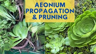 Aeonium Propagation amp Pruning with MOODY BLOOMS [upl. by Koch]