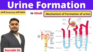 Urine formation physiology of urine for Neet NursingBAMSmedical exams [upl. by Gunner]