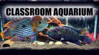 75 Gallon Aquarium  Predatory American Cichlids [upl. by O'Kelly]