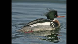 Red Breasted Merganser Call [upl. by Marillin]