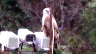 20231223  台北大縱走第八段  大鵟Buteo hemilasius 那根避雷針 6 [upl. by Horatius]