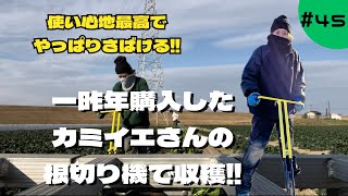 【カミイエさんの根切り機を使ってほうれん草収穫🥬】一昨年購入した便利な根切り機‼️小屋松農園45 [upl. by Annasor]