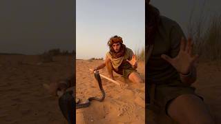 Le serpent le plus mortel d’Afrique du Nord  🐍☠️ [upl. by Seleta603]