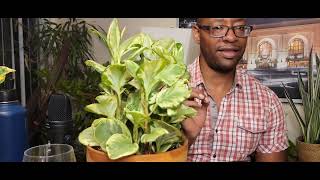 Peperomia Obtusifolia watch this before you proceed [upl. by Airekal]