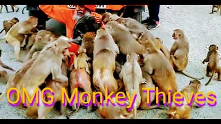 Hundreds of Greedy TreeRat Monkeys Steal Mans Food amp Attacks Him😂 [upl. by Manbahs]