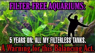 Often Overlooked Downsides of Filterless Aquariums Problems amp Challenges of Non Filtered Fish Tanks [upl. by Anoiuq803]