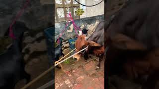 Gorur Haat Update 2024 goruloversofchattga viralvideo bullsfight cow [upl. by Dame]