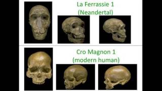 CARTA The Genetics of Humanness The Neanderthal and Denisovan Genomes [upl. by Doownel]