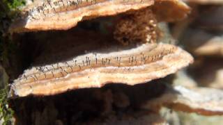 Polypore Fungi Trichaptum biforme with Saprobic Ascomycete [upl. by Geldens]